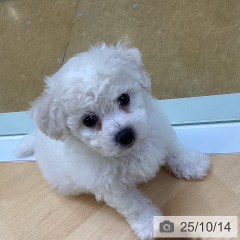 ビション・フリーゼの写真