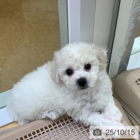 ビション・フリーゼの写真