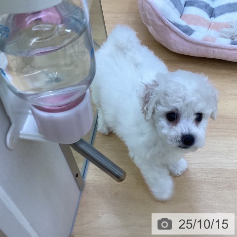 ビション・フリーゼの写真