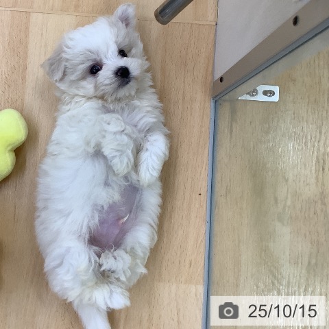 マルチーズの写真