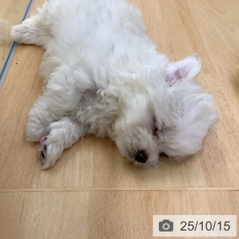 マルチーズの写真