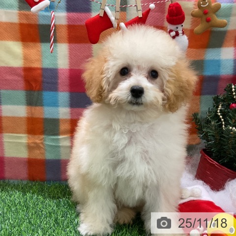 トイ・プードルの写真