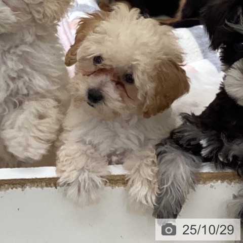 トイ・プードルの写真