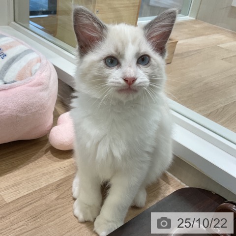 ラグドールの写真