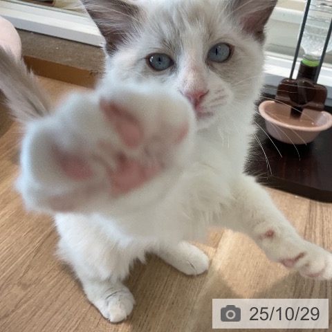 ラグドールの写真