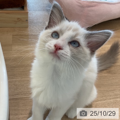 ラグドールの写真