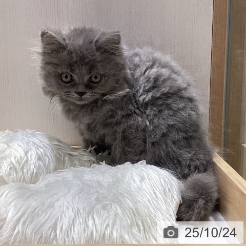 福島県のブリティッシュショートヘアー (ペットプラス イオンタウン郡山店/2025年8月7日生まれ/女の子/ブルー)の子猫の4枚目の画像