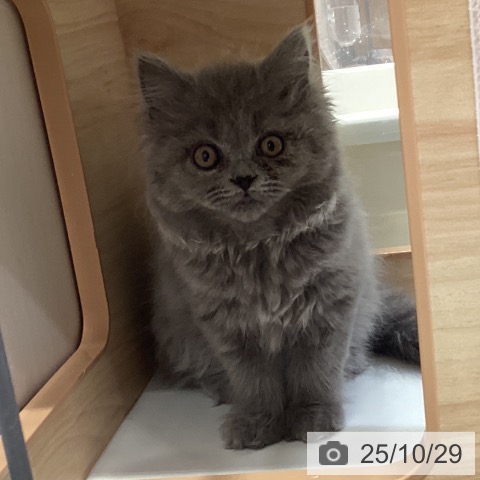 福島県のブリティッシュショートヘアー (ペットプラス イオンタウン郡山店/2025年8月7日生まれ/女の子/ブルー)の子猫の3枚目の画像