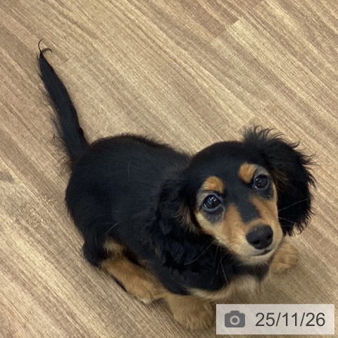 宮城県のミニチュアダックスフンド(ロング) (ペットプラス 名取店/2025年8月13日生まれ/女の子/ブラックタン)の子犬の4枚目の画像