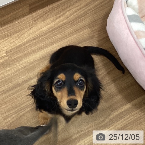 宮城県のミニチュアダックスフンド(ロング) (ペットプラス 名取店/2025年8月13日生まれ/女の子/ブラックタン)の子犬の3枚目の画像