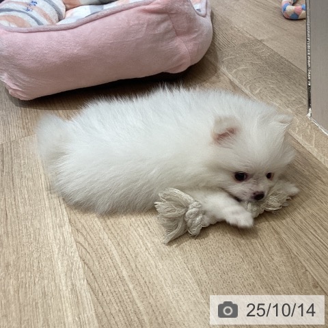 ポメラニアンの写真