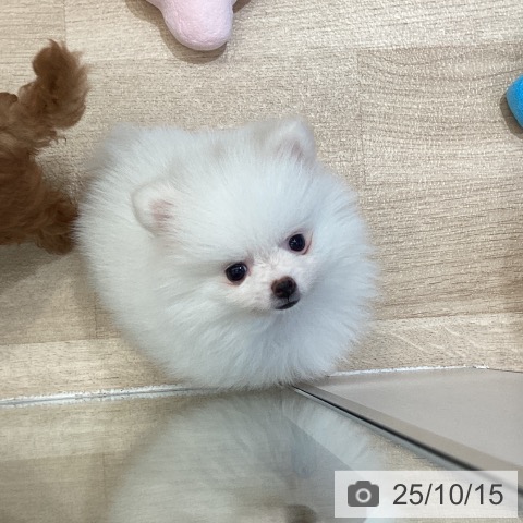 ポメラニアンの写真