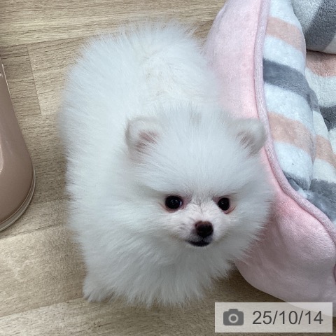 ポメラニアンの写真