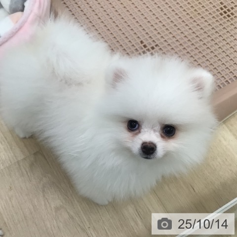 ポメラニアンの写真