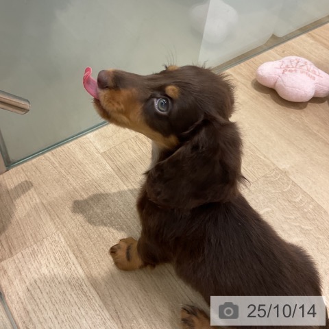 ミニチュア・ダックスフンドの写真