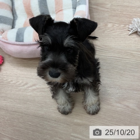 ミニチュア・シュナウザーの写真