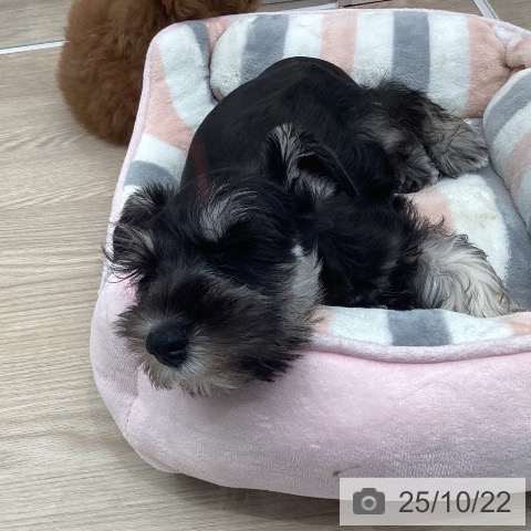 ミニチュア・シュナウザーの写真