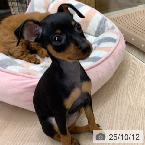 ミニチュア・ピンシャーの写真