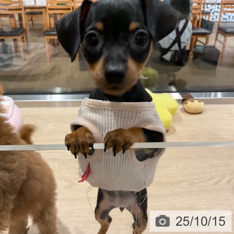 ミニチュア・ピンシャーの写真