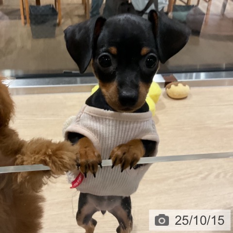 ミニチュア・ピンシャーの写真
