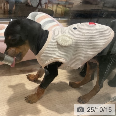 ミニチュア・ピンシャーの写真