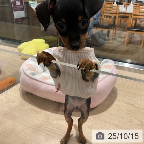 ミニチュア・ピンシャーの写真