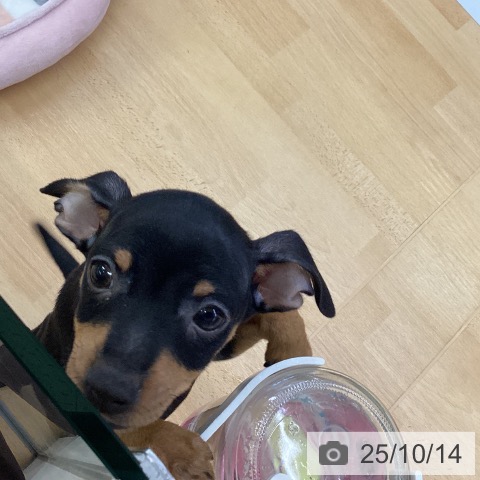 ミニチュア・ピンシャーの写真
