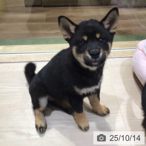 柴の写真