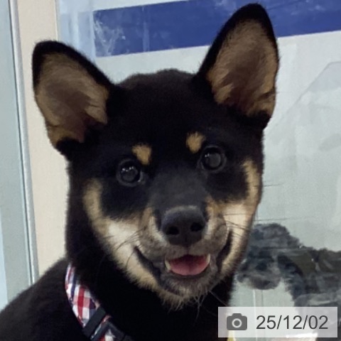 神奈川県の柴犬(標準サイズ) (ペットプラス 相模原並木店/2025年8月14日生まれ/女の子/黒)の子犬の4枚目の画像