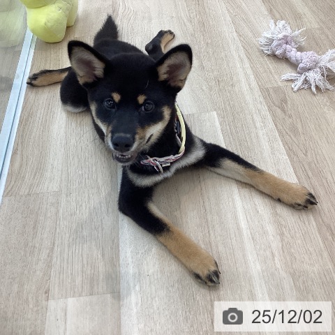 神奈川県の柴犬(標準サイズ) (ペットプラス 相模原並木店/2025年8月14日生まれ/女の子/黒)の子犬の3枚目の画像