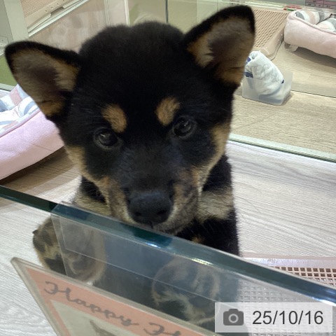 柴の写真