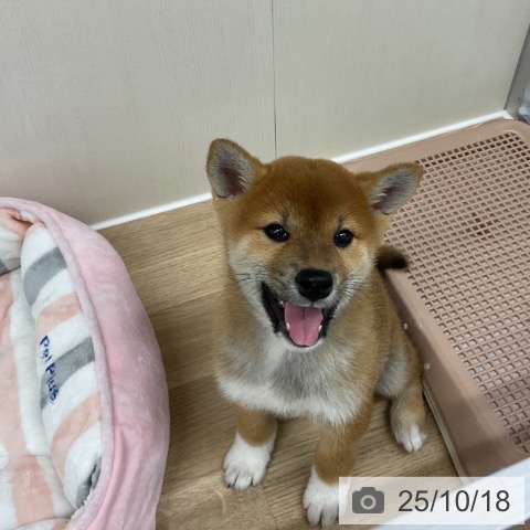 柴の写真