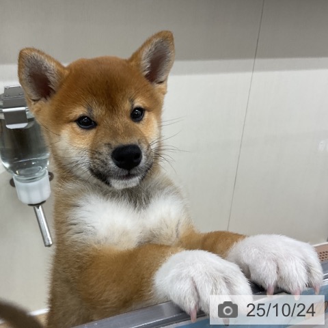 柴の写真