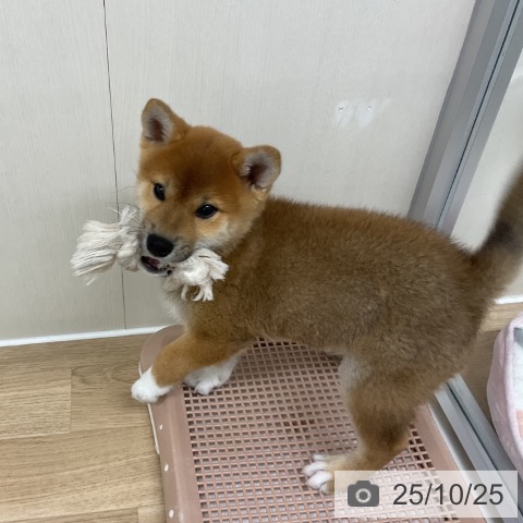 柴の写真