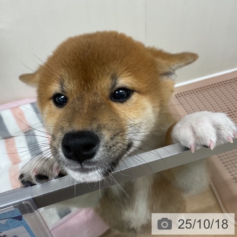 柴の写真