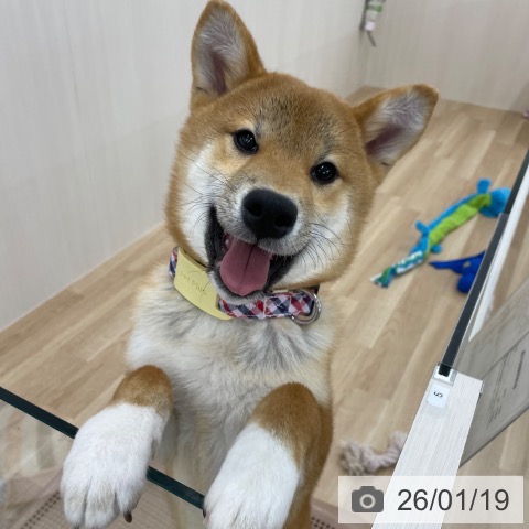 神奈川県の柴犬(標準サイズ) (ペットプラス 相模原並木店/2025年8月14日生まれ/男の子/赤)の子犬の4枚目の画像