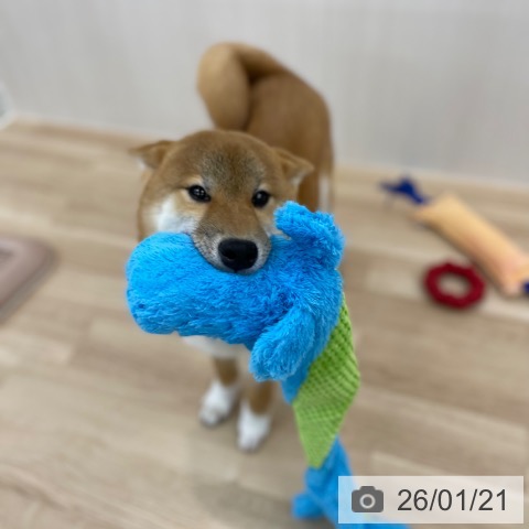 神奈川県の柴犬(標準サイズ) (ペットプラス 相模原並木店/2025年8月14日生まれ/男の子/赤)の子犬の4枚目の画像