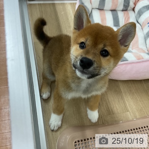 柴の写真