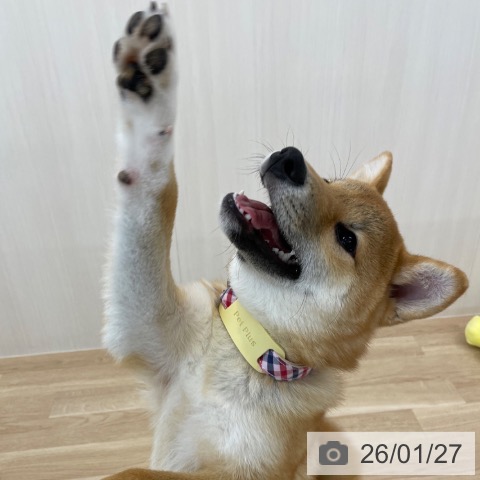 神奈川県の柴犬(標準サイズ) (ペットプラス 相模原並木店/2025年8月14日生まれ/男の子/赤)の子犬の3枚目の画像