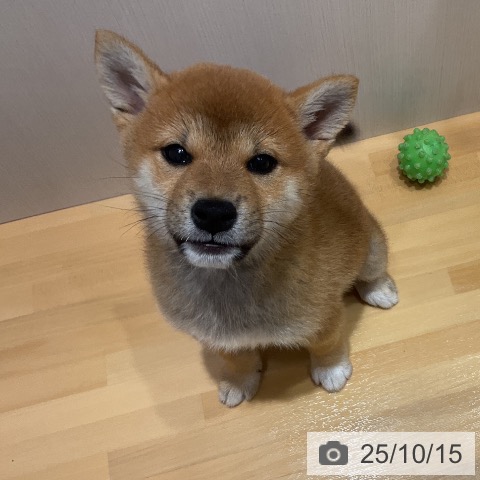 柴の写真
