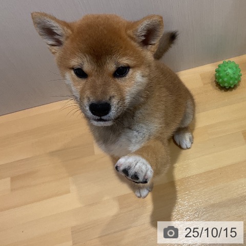 柴の写真