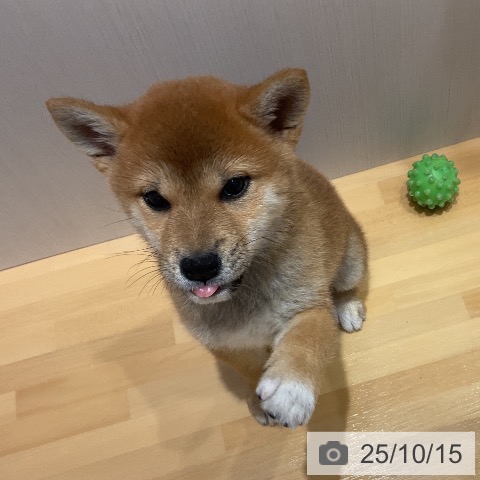 柴の写真
