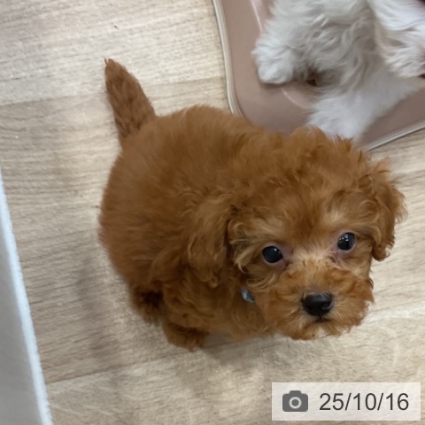 トイ・プードルの写真