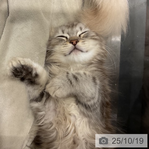 スコティッシュフォールドの写真
