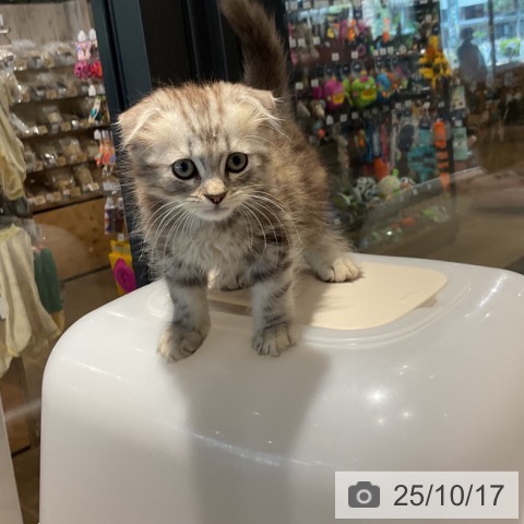 スコティッシュフォールドの写真