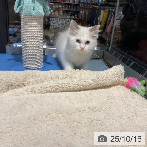 ラグドールの写真