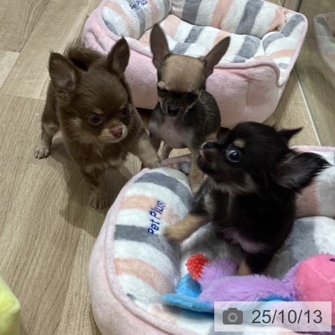 チワワの写真