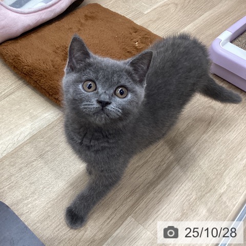 ブリティッシュショートヘアの写真