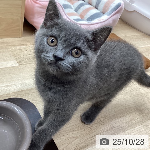 ブリティッシュショートヘアの写真