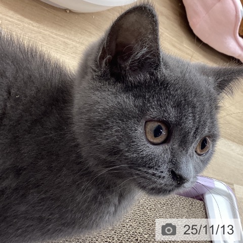 ブリティッシュショートヘアの写真